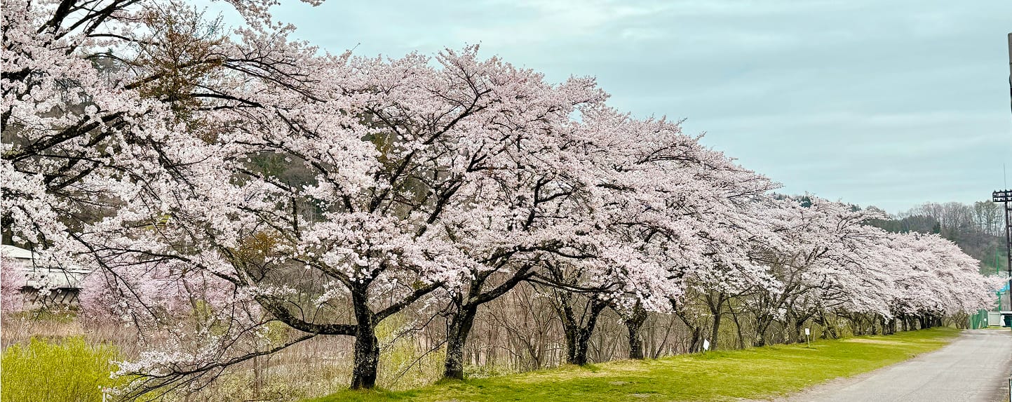 三原の桜並木