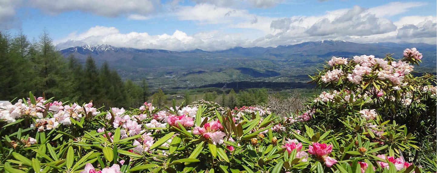 浅間高原シャクナゲ園まつり