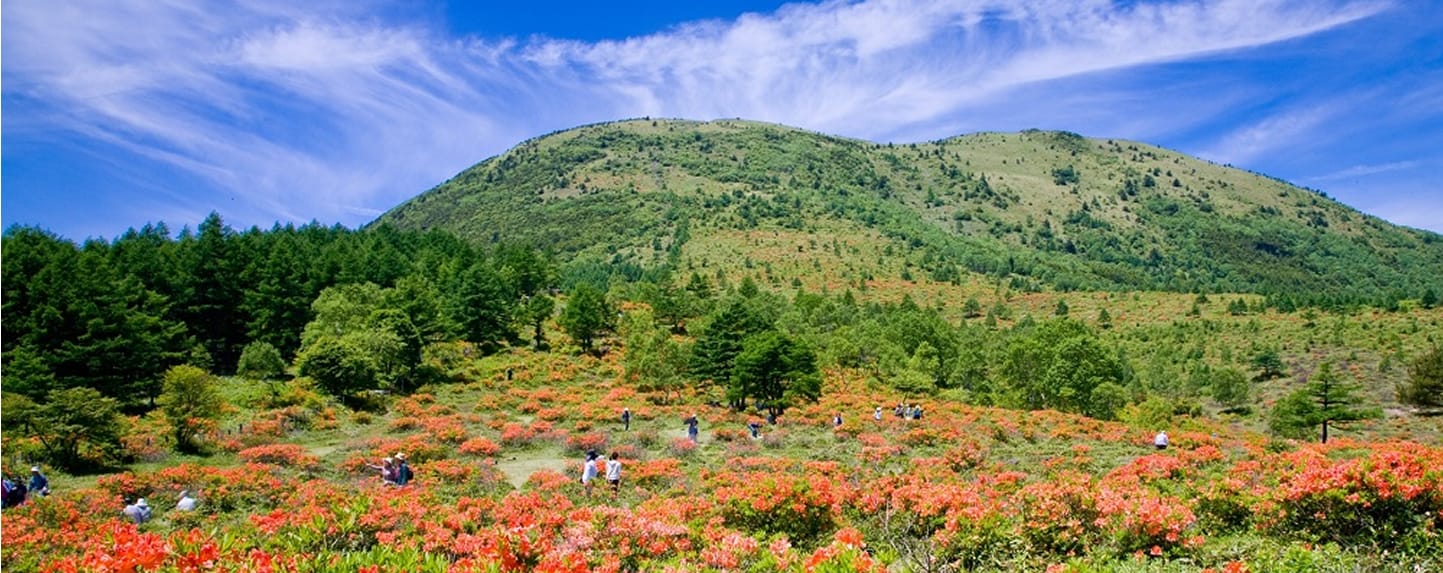 湯の丸高原つつじ祭